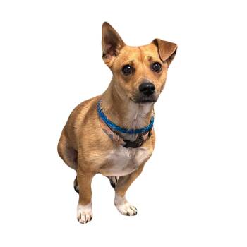 Buddha -  Terrier Dog for Adoption in Red Bluff, California - Buddha | PetCurious