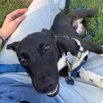Muscle Car Pup: Shelby -  Border Collie and Mixed Breed Dog for Adoption in Falls Church, Virginia - Muscle Car Pup: Shelby | PetCurious