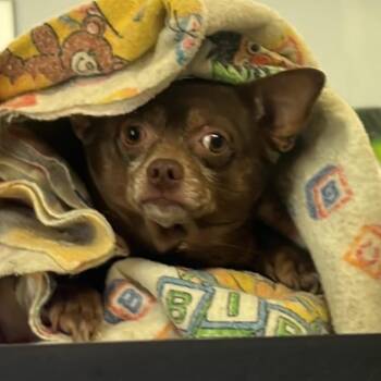 Feller - SH 7/22 -  Mixed Breed Dog for Adoption in Huntington, West Virginia - Feller - SH 7/22 | PetCurious