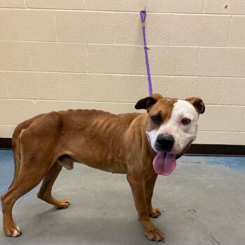 Mixed Breed Dogs Available for Adoption in Memphis, Tennessee - Obie | PetCurious