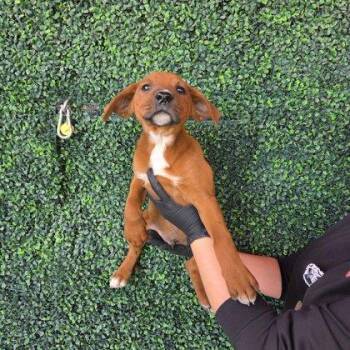 Mixed Breed Dogs Available for Adoption - 60746605 | PetCurious