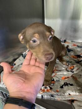 MIKE D -  American Staffordshire Terrier and Mixed Breed Dog for Adoption in Grand Prairie, Texas - MIKE D | PetCurious