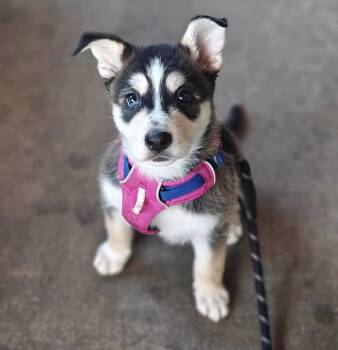 Terrier Dogs Available for Adoption in El Cajon, California - Lizard | PetCurious
