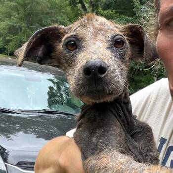 Velveeta -  Mixed Breed Dog for Adoption in Wheeling, Illinois - Velveeta | PetCurious