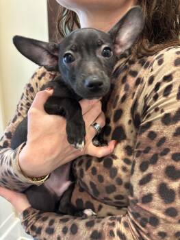 Rescue Papillon and Chihuahua Dogs for Adoption in Los Angeles, California - Forrest | PetCurious