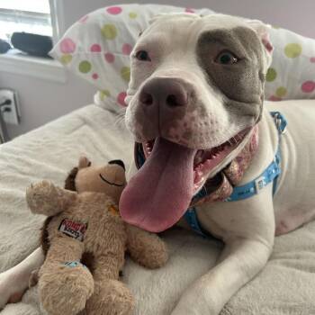 Pit Bull Terrier Dogs Available for Adoption in Charlottesville, Virginia - Pretty | PetCurious