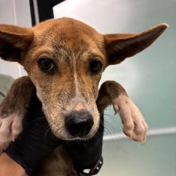 Simba -  Mixed Breed Dog for Adoption in Abilene, Texas - Simba | PetCurious