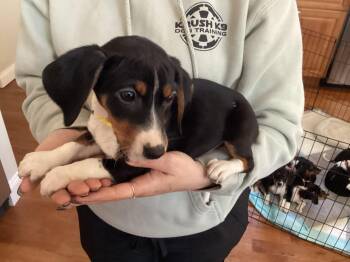 Beagle Dogs Available for Adoption - Daisy  | PetCurious