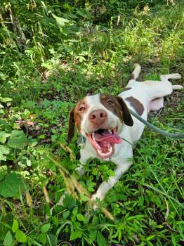 Henry -  Pointer and Border Collie Dog for Adoption in Hilham, Tennessee - Henry | PetCurious