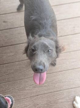 Stormy -  Boykin Spaniel Dog for Adoption in Statesville, North Carolina - Stormy | PetCurious