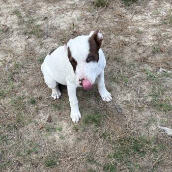 English Bulldog Dogs Available for Adoption in Claxton, Georgia - Luther | PetCurious