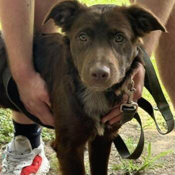 Gidget -  Labrador Retriever Dog for Adoption in Tulsa, Oklahoma - Gidget | PetCurious