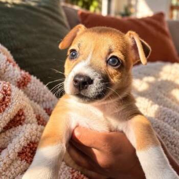 Maggie -  Mixed Breed Dog for Adoption in Tampa, Florida - Maggie | PetCurious