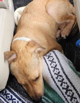 June- playful girl -  Jack Russell Terrier Dog for Adoption in Ocean Township, New Jersey - June- Playful Girl | PetCurious