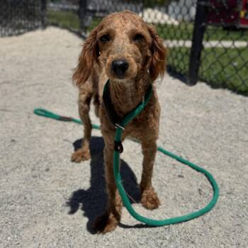 Miniature Poodle Dogs Available for Adoption in Philadelphia, Pennsylvania - Tinker | PetCurious