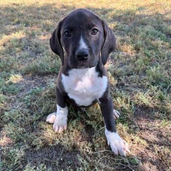 Labrador Retriever and Hound Dogs Available for Adoption in Valdosta, Georgia - Parker | PetCurious