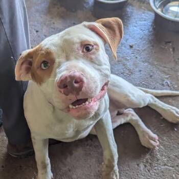 LL Drool J -  Pit Bull Terrier Dog for Adoption in East St. Louis, Illinois - LL Drool J | PetCurious