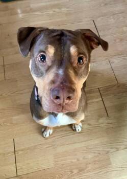 Buddy Bear -  Shepherd and Pit Bull Terrier Dog for Adoption in Wadsworth, Ohio - Buddy Bear | PetCurious