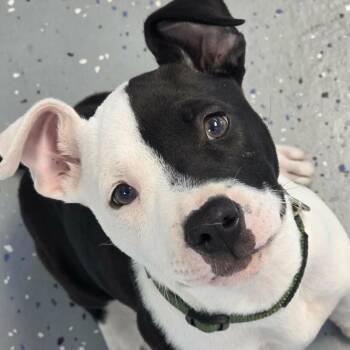 Pit Bull Terrier and American Staffordshire Terrier Dogs Available for Adoption - Oreo | PetCurious