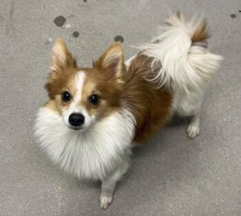 Chihuahua and Mixed Breed Dogs Available for Adoption in West Chester, Pennsylvania - Jasper FKA Chicken | PetCurious