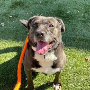 Finnley -  Mixed Breed Dog for Adoption in Decorah, Iowa - Finnley | PetCurious