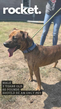 Rescue Mixed Breed Dogs for Adoption in Ashland, Kentucky - Rocket | PetCurious