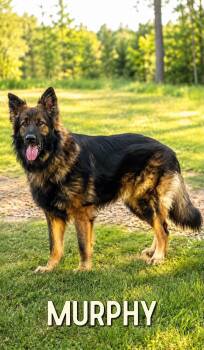 Murphy -  German Shepherd Dog Dog for Adoption in Lucas, Texas - Murphy | PetCurious