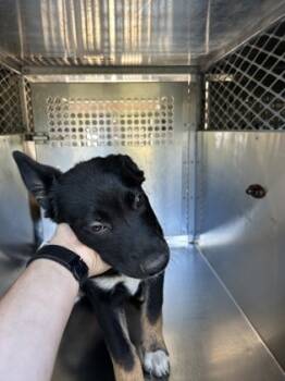 Rescue German Shepherd Dog and Mixed Breed Dogs for Adoption in Fort Worth, Texas - 59834008 | PetCurious