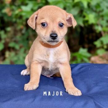 Chihuahua and Dachshund Dogs Available for Adoption in Tyrone, Georgia - Major 05-2336 | PetCurious