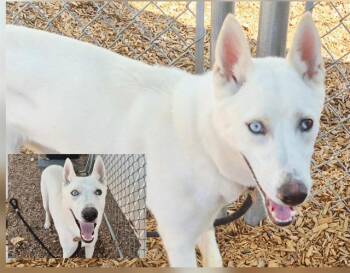 Rescue Husky and Mixed Breed Dogs for Adoption in Albuquerque, New Mexico - LUCY | PetCurious