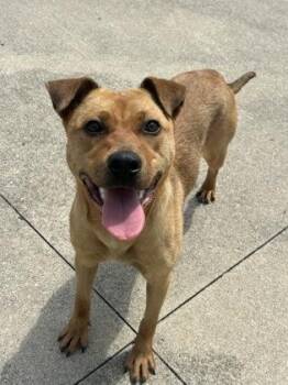Jenny -  Labrador Retriever and Mixed Breed Dog for Adoption in Westland, Michigan - Jenny | PetCurious