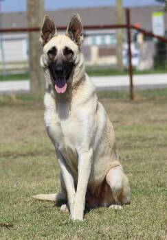 Pecos -  German Shepherd Dog Dog for Adoption in Temple, Texas - Pecos | PetCurious
