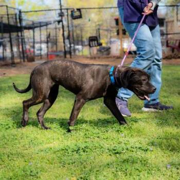 Mixed Breed Dogs Available for Adoption in Chamblee, Georgia - Azucar | PetCurious