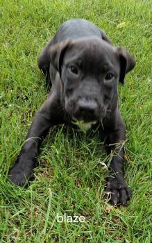 Labrador Retriever and Pit Bull Terrier Dogs Available for Adoption in Urbana, Ohio - Blaze | PetCurious