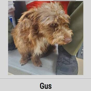 Gus Gus -  Terrier and Mixed Breed Dog for Adoption in Pinellas Park, Florida - Gus Gus | PetCurious