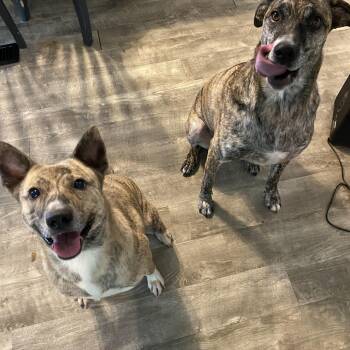 Rescue Retriever Dogs for Adoption in Sanford, North Carolina - Raja | PetCurious