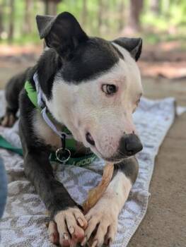 Mixed Breed Dogs Available for Adoption in Chamblee, Georgia - Xaz | PetCurious