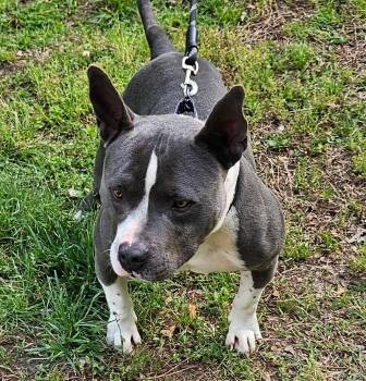 American Bulldog Dogs Available for Adoption in Youngsville, North Carolina - Sherman | PetCurious