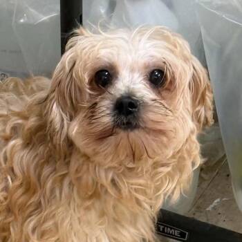 Monroe-Foster Home Needed -  Shih Poo Dog for Adoption in Hartland, Wisconsin - Monroe-Foster Home Needed | PetCurious