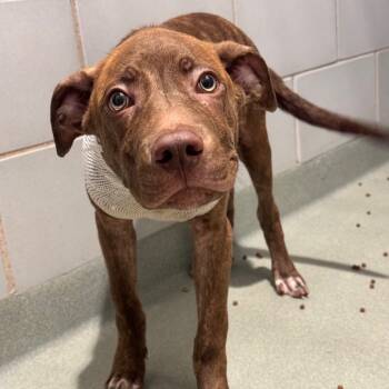 Rescue Terrier Dogs for Adoption in Abilene, Texas - Burt | PetCurious