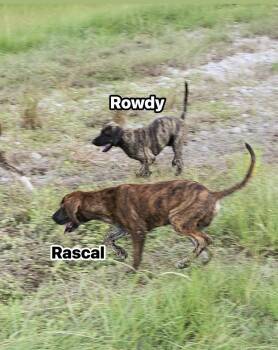 Rowdy -  Mountain Cur Dog for Adoption in Silsbee, Texas - Rowdy | PetCurious
