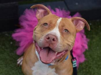 Vixen -  Mixed Breed Dog for Adoption - Vixen | PetCurious