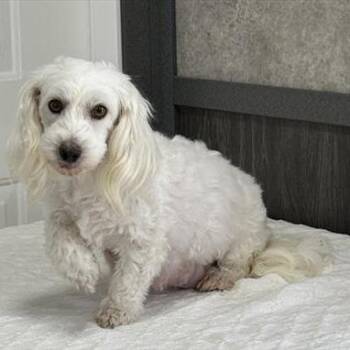 Coton De Tulear Dogs Available for Adoption - Peach | PetCurious