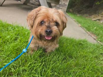 Meggie -  Yorkshire Terrier Dog for Adoption in Saint Clairsville, Ohio - Meggie | PetCurious