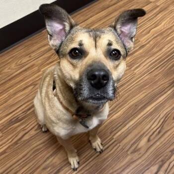Remy -  Mixed Breed Dog for Adoption in Merriam, Kansas - Remy | PetCurious