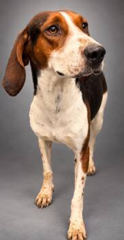 Big Mac -  Coonhound and Mixed Breed Dog for Adoption in Bowling Green, Kentucky - Big Mac | PetCurious