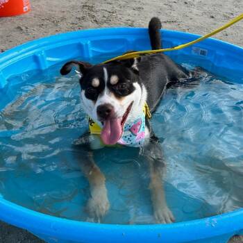 Jitterbug -  Mixed Breed and Australian Kelpie Dog for Adoption in Galveston, Texas - Jitterbug | PetCurious