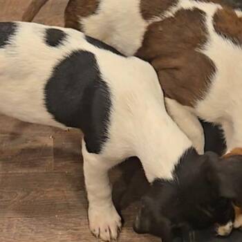 Australian Shepherd and Mixed Breed Dogs Available for Adoption in Brownsboro, Alabama - Dr. Pepper | PetCurious