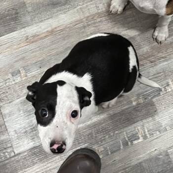 Piper -  Hound and Beagle Dog for Adoption in Richmond Hill, Georgia - Piper | PetCurious