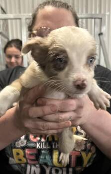 Shay -  Border Collie and Corgi Dog for Adoption in Papillion, Nebraska - Shay | PetCurious
